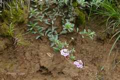 Androsace lanuginosa